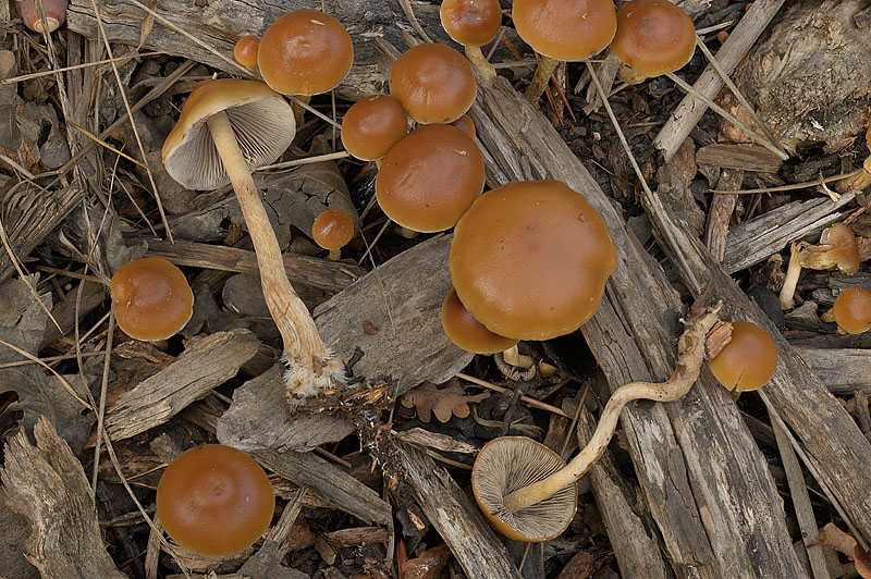 Hypholoma ericaeoides